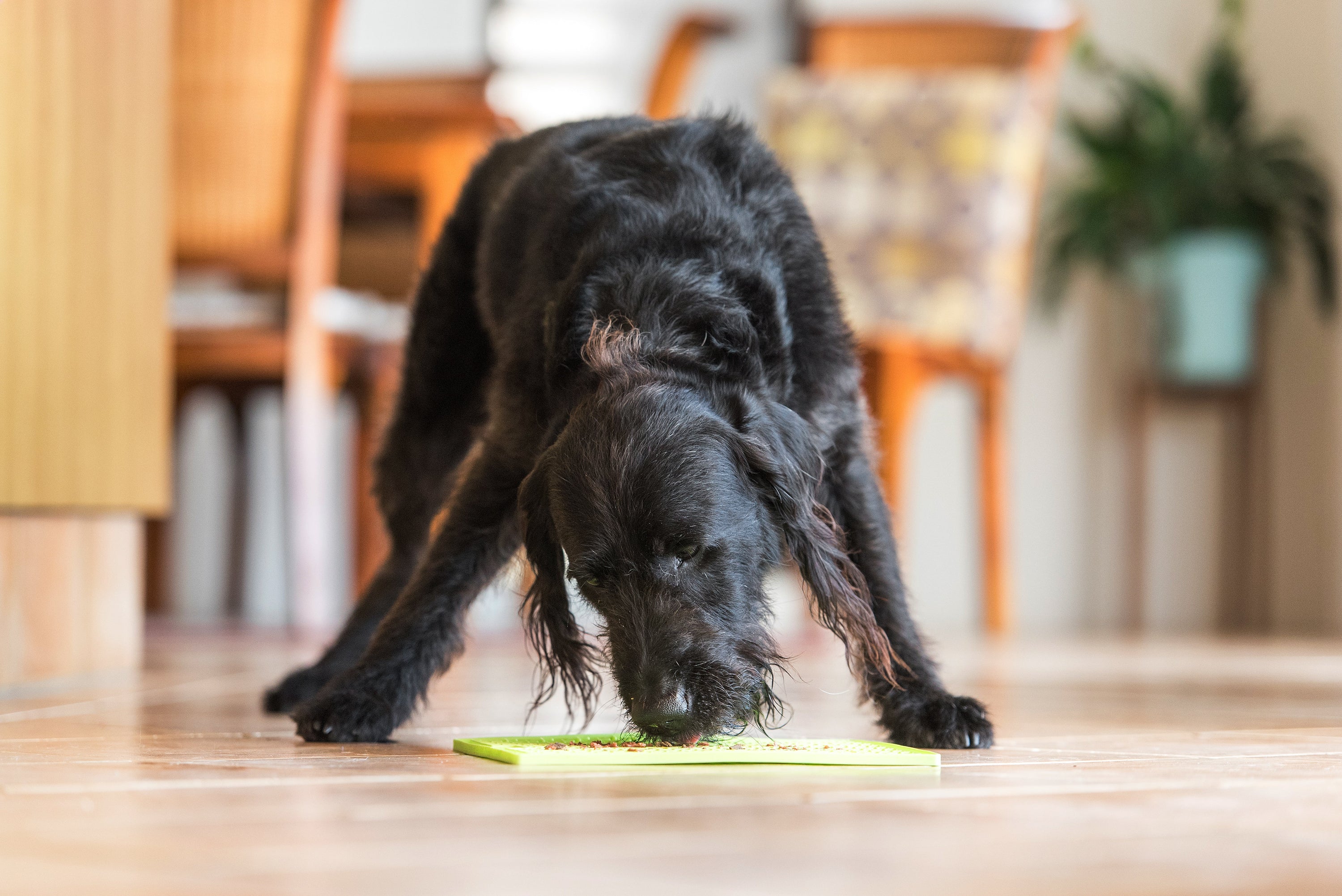 The Ultimate Guide to LickiMats: Slow Feeding, Mental Stimulation & Happy Dogs