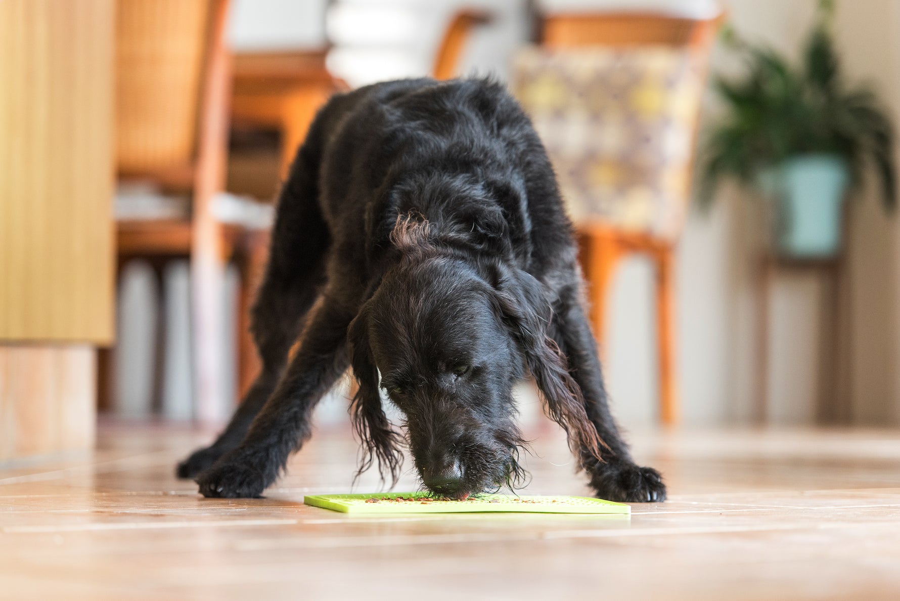 LickiMat Classic Buddy