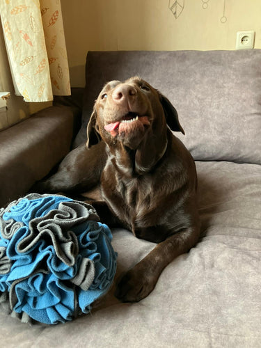 Dog with sniffing ball review