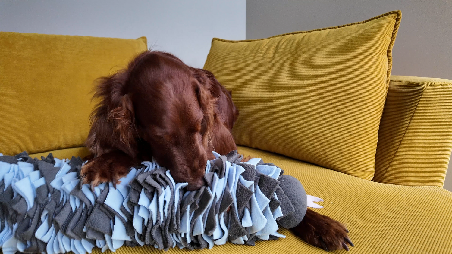 Dog sniffing treats hidden in Sniffing Snake Dark Blue