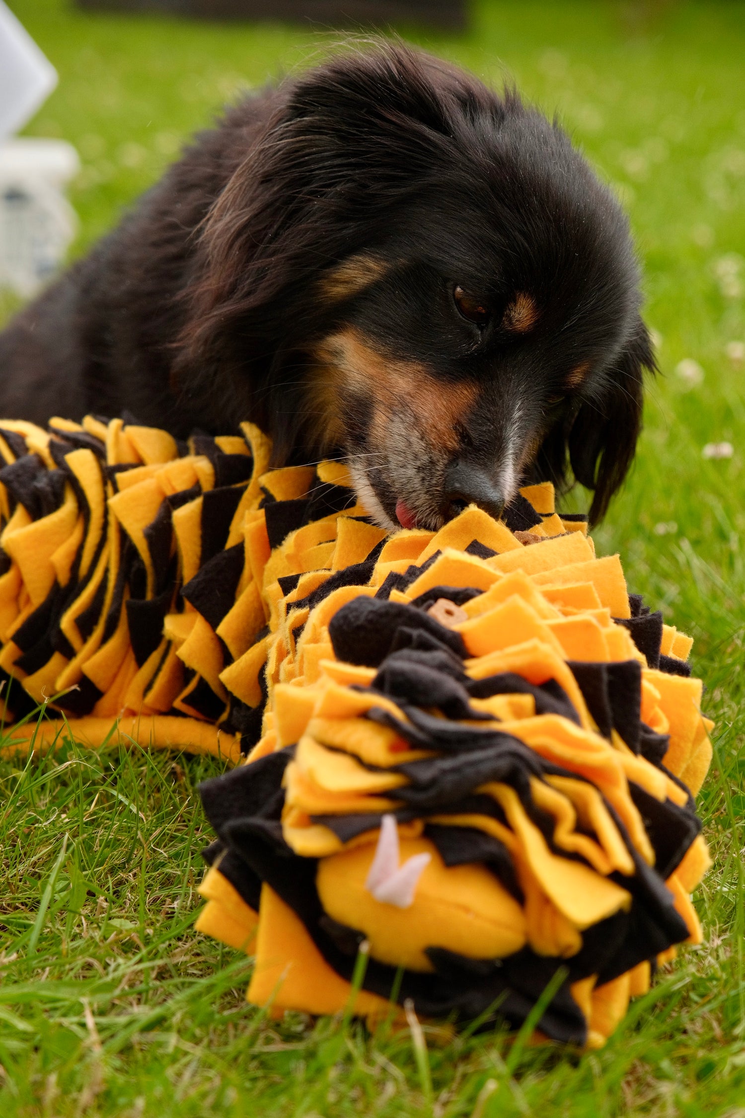 Dog sniffing treats hidden in Sniffing Snake Woof