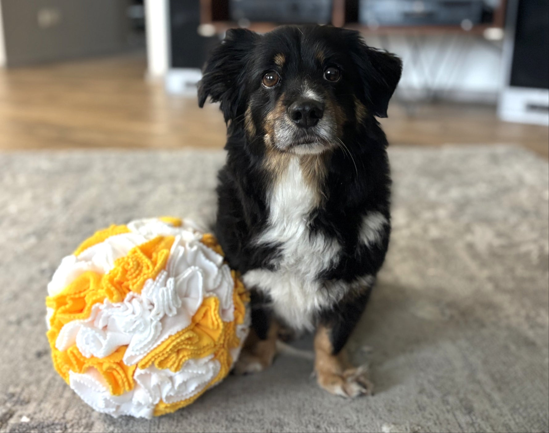 Dog playing with Sniffing Ball Light Woof for mental stimulation