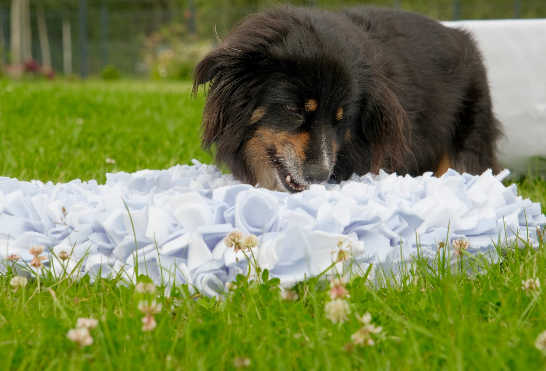 Dog using Sniffing Mat Light Blue for slow feeding and enrichment
