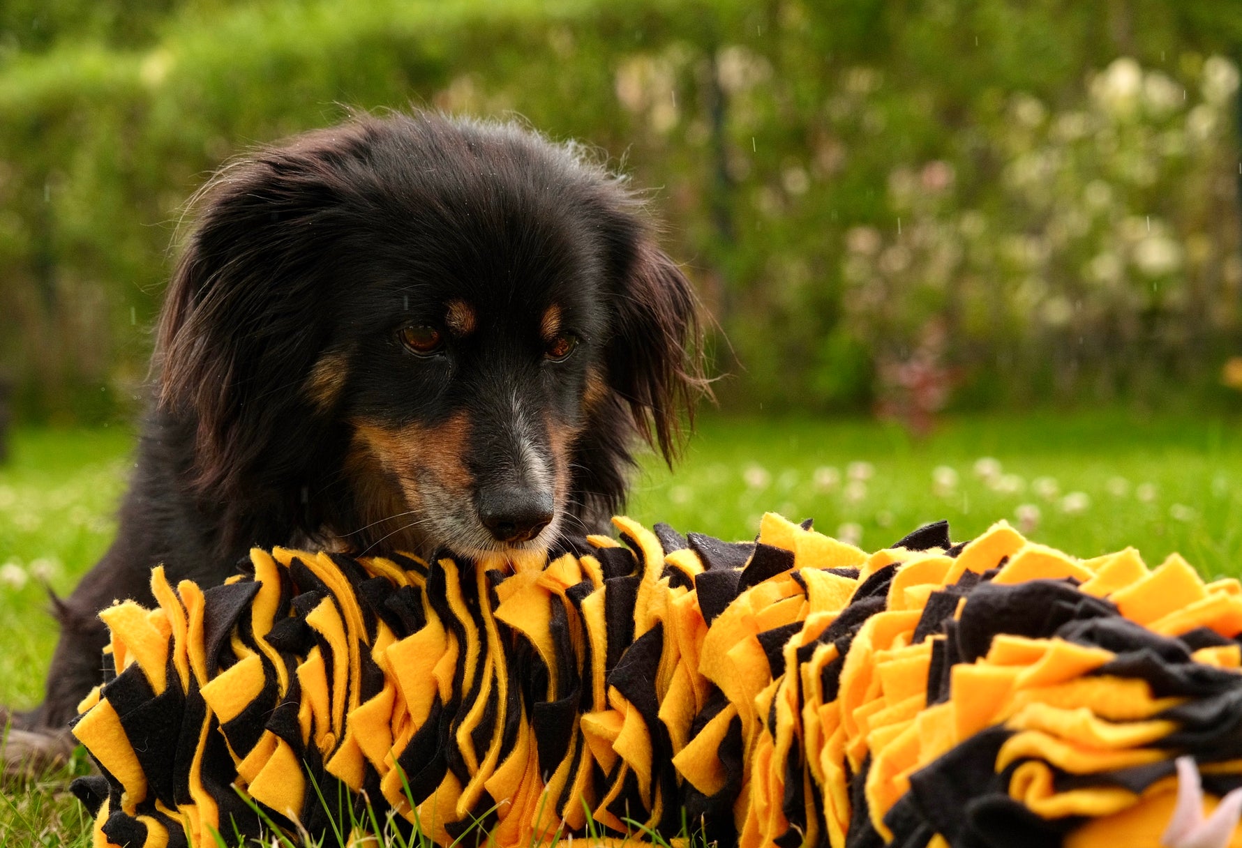 Dog playing with Sniffing Snake Woof for slow feeding and enrichment
